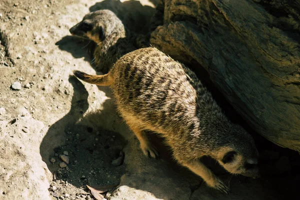 Pemandangan Meerkat Atau Suricate Cerpelai Kecil Yang Ditemukan Afrika Selatan — Stok Foto