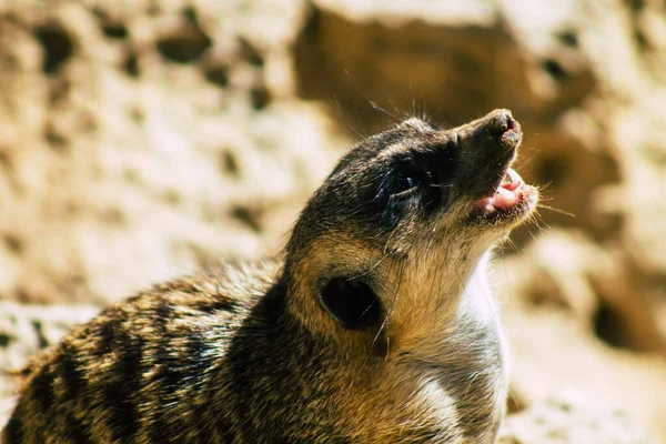 View Meerkat Suricate Small Mongoose Found Southern Africa Characterised Broad — Stock Photo, Image