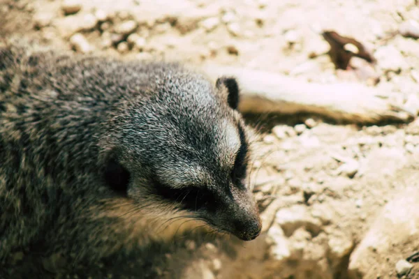 Över Meerkat Eller Surikat Liten Mungo Som Finns Södra Afrika — Stockfoto