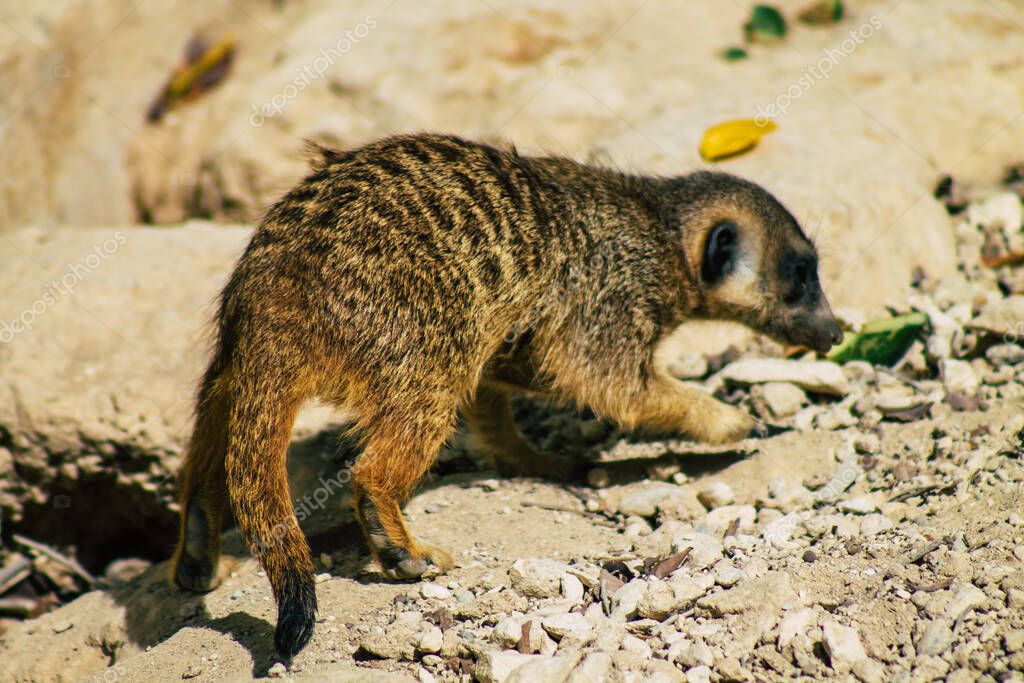 Vista de suricate o suricate, una pequeña mangosta que se encuentra en