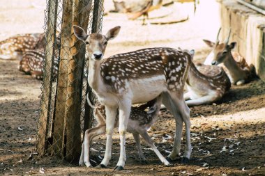 Erimiş geyik manzarası, Cervidae familyasına ait geveze bir memeli. Bu yaygın tür Avrupa 'ya özgüdür.