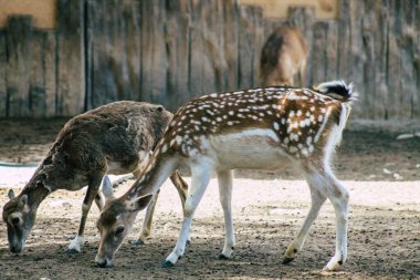 Erimiş geyik manzarası, Cervidae familyasına ait geveze bir memeli. Bu yaygın tür Avrupa 'ya özgüdür.