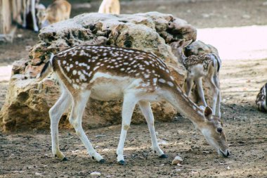 Erimiş geyik manzarası, Cervidae familyasına ait geveze bir memeli. Bu yaygın tür Avrupa 'ya özgüdür.