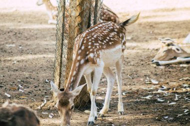 Erimiş geyik manzarası, Cervidae familyasına ait geveze bir memeli. Bu yaygın tür Avrupa 'ya özgüdür.