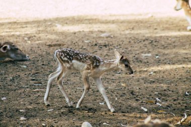 Erimiş geyik manzarası, Cervidae familyasına ait geveze bir memeli. Bu yaygın tür Avrupa 'ya özgüdür.