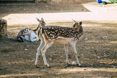 Erimiş geyik manzarası, Cervidae familyasına ait geveze bir memeli. Bu yaygın tür Avrupa 'ya özgüdür.
