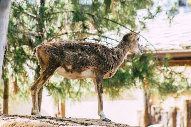 Erimiş geyik manzarası, Cervidae familyasına ait geveze bir memeli. Bu yaygın tür Avrupa 'ya özgüdür.