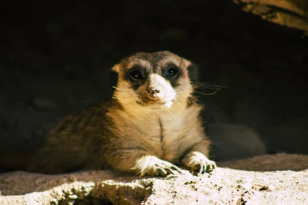 Pemandangan Meerkat Atau Suricate Cerpelai Kecil Yang Ditemukan Afrika Selatan — Stok Foto