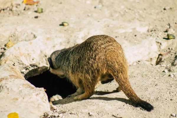 Widok Suricate Lub Suricate Mały Mangusta Znaleziono Południowej Afryce Charakteryzuje — Zdjęcie stockowe