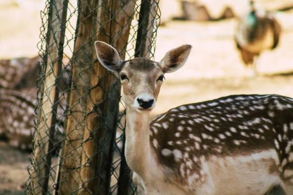 Erimiş geyik manzarası, Cervidae familyasına ait geveze bir memeli. Bu yaygın tür Avrupa 'ya özgüdür.