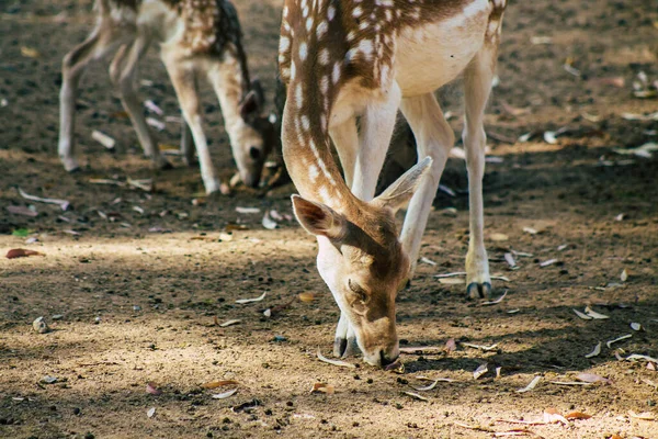 Vista Ciervo Barbecho Mamífero Rumiante Perteneciente Familia Cervidae Esta Especie —  Fotos de Stock