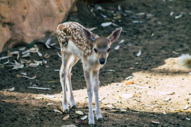 Erimiş geyik manzarası, Cervidae familyasına ait geveze bir memeli. Bu yaygın tür Avrupa 'ya özgüdür.