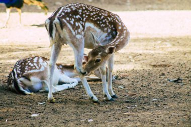 Erimiş geyik manzarası, Cervidae familyasına ait geveze bir memeli. Bu yaygın tür Avrupa 'ya özgüdür.
