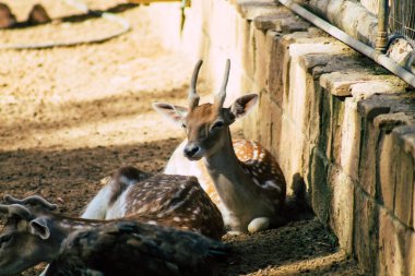 Erimiş geyik manzarası, Cervidae familyasına ait geveze bir memeli. Bu yaygın tür Avrupa 'ya özgüdür.