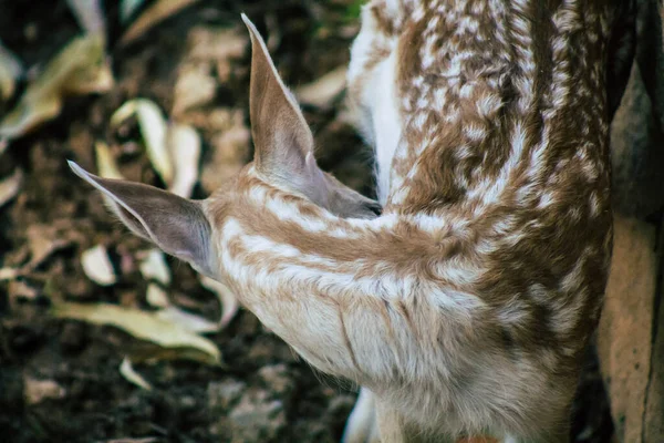 Vista Veados Pousio Mamífero Ruminante Pertencente Família Cervidae Esta Espécie — Fotografia de Stock