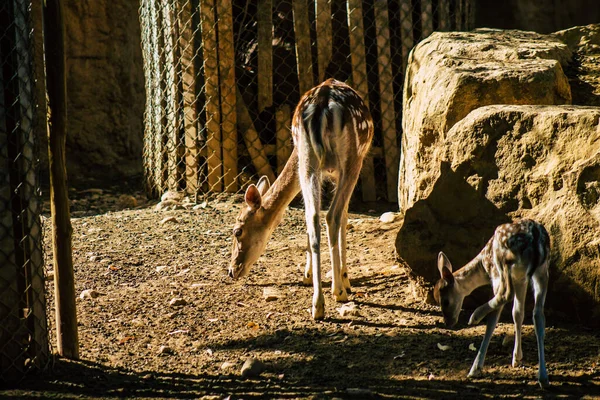 Veduta Del Daino Mammifero Ruminante Appartenente Alla Famiglia Dei Cervidi — Foto Stock