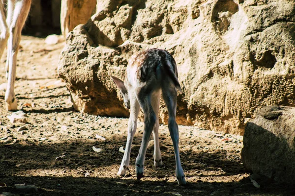 Vue Sur Jachère Mammifère Ruminant Appartenant Famille Des Cervidés Cette — Photo