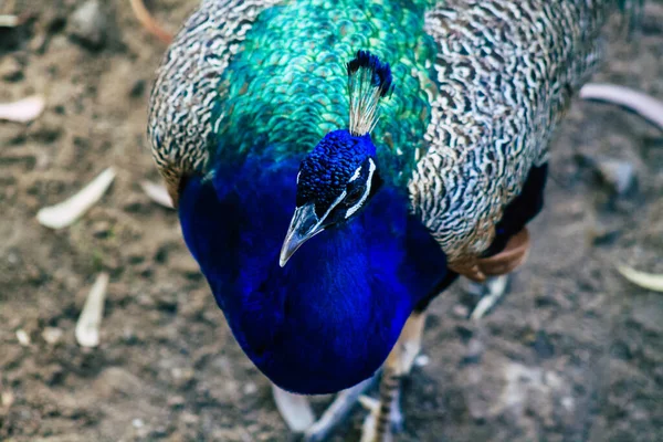 View of Indian peafowl, blue peafowl, is a peafowl species native to the Indian subcontinent. It has been introduced to many other countries