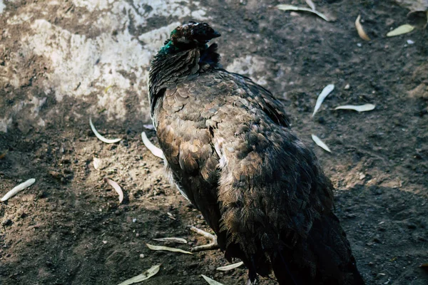 Hint Peafbaykuşu View Indian Peafowl Hindistan Yaşayan Bir Peafowl Türüdür — Stok fotoğraf