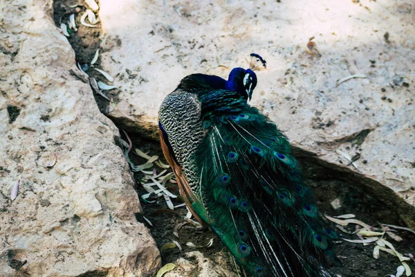 View of Indian peafowl, blue peafowl, is a peafowl species native to the Indian subcontinent. It has been introduced to many other countries