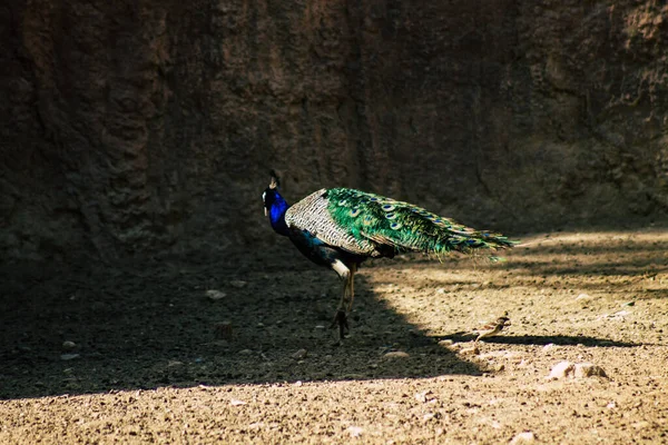 Hint Peafbaykuşu View Indian Peafowl Hindistan Yaşayan Bir Peafowl Türüdür — Stok fotoğraf