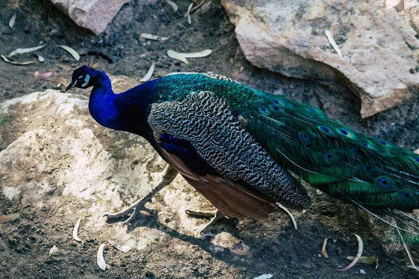 View Indian Peafowl Blue Peafowl Peafowl Species Native Indian Subcontinent — Stock Photo, Image