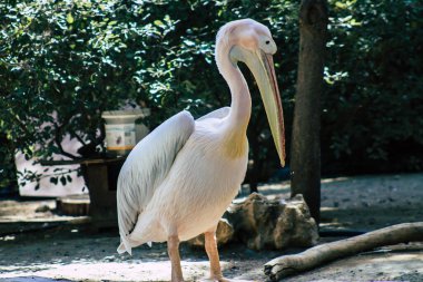 Beyaz pelikan olarak da bilinen büyük beyaz pelikanın görüntüsü. Pelikan familyasından bir kuş. Güneydoğu Avrupa 'dan Asya ve Afrika boyunca bataklıklar ve sığ göllerde ürerler.
