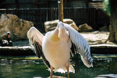 Beyaz pelikan olarak da bilinen büyük beyaz pelikanın görüntüsü. Pelikan familyasından bir kuş. Güneydoğu Avrupa 'dan Asya ve Afrika boyunca bataklıklar ve sığ göllerde ürerler.