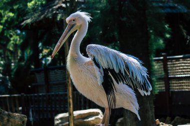 Beyaz pelikan olarak da bilinen büyük beyaz pelikanın görüntüsü. Pelikan familyasından bir kuş. Güneydoğu Avrupa 'dan Asya ve Afrika boyunca bataklıklar ve sığ göllerde ürerler.