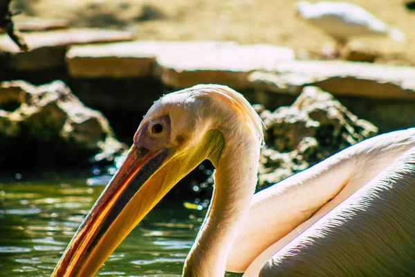 View Great White Pelican Also Known Eastern White Pelican Bird — Stock Photo, Image