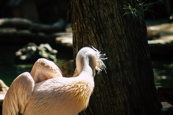 View Great White Pelican Also Known Eastern White Pelican Bird — Stock Photo, Image