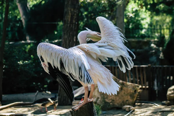View Great White Pelican Also Known Eastern White Pelican Bird — Stock Photo, Image