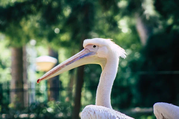 View Great White Pelican Also Known Eastern White Pelican Bird — Stock Photo, Image