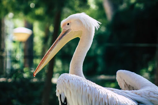 View Great White Pelican Also Known Eastern White Pelican Bird — Stock Photo, Image