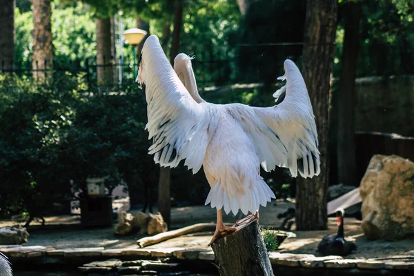 View Great White Pelican Also Known Eastern White Pelican Bird — Stock Photo, Image