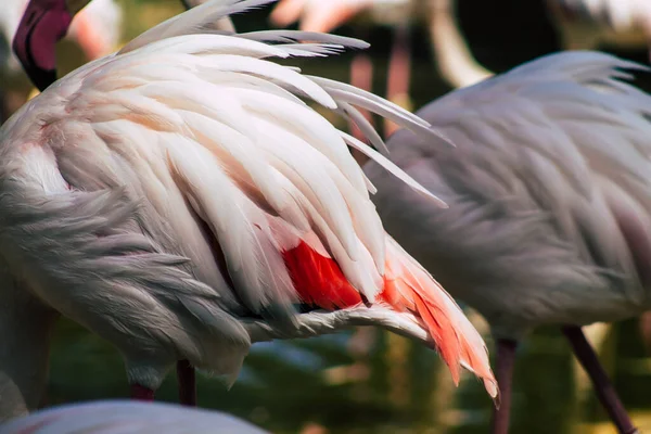 View Pink Flamingo Large Bird Identifiable Long Necks Sticklike Legs — Stock Photo, Image