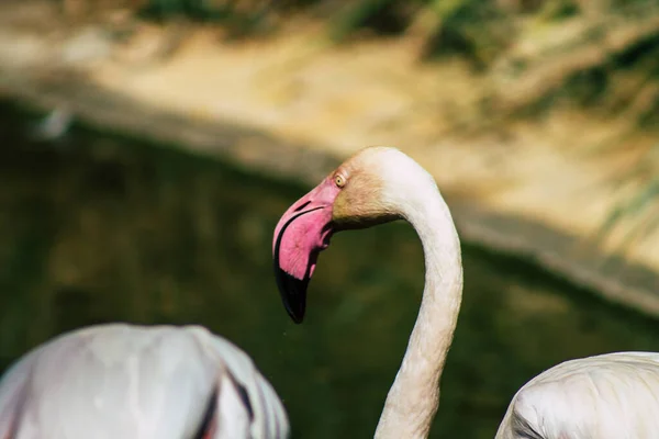 View Pink Flamingo Large Bird Identifiable Long Necks Sticklike Legs — Stock Photo, Image