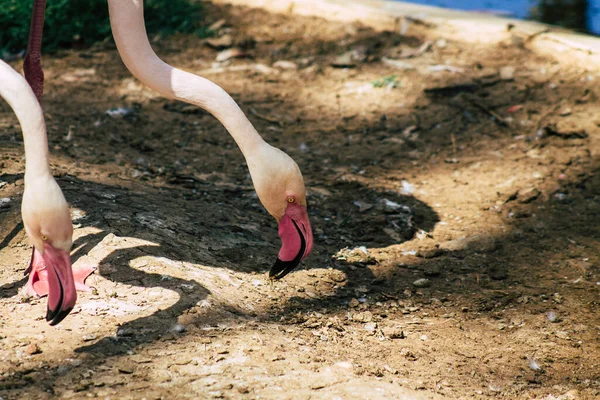 Вид Розовый Фламинго Большую Птицу Которую Можно Отличить Длинным Шеям — стоковое фото