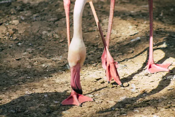 Pembe Flamingo Manzarası Uzun Boyunlarından Yapışkan Bacaklarından Pembe Veya Kırmızımsı — Stok fotoğraf