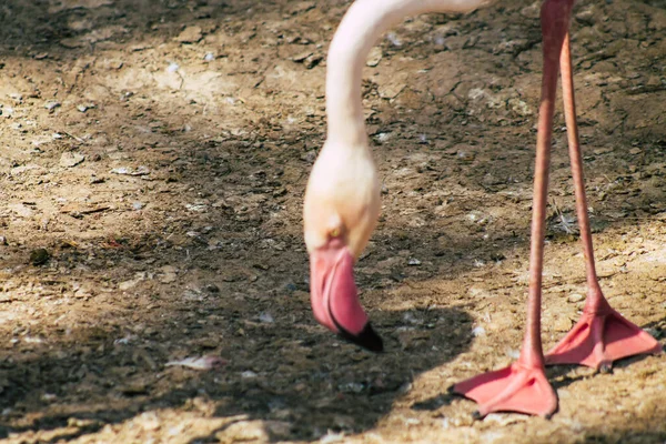 Вид Розовый Фламинго Большую Птицу Которую Можно Отличить Длинным Шеям — стоковое фото
