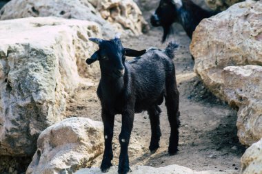 Güneybatı Asya ve Doğu Avrupa 'nın vahşi keçilerinden evcilleştirilmiş C. aegagrus alt türü olan evcil keçi manzarası. Keçi, Bovidae ve Caprinae alt familyasının bir üyesidir.