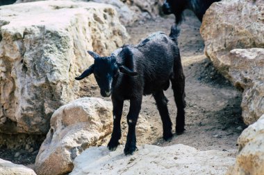 Güneybatı Asya ve Doğu Avrupa 'nın vahşi keçilerinden evcilleştirilmiş C. aegagrus alt türü olan evcil keçi manzarası. Keçi, Bovidae ve Caprinae alt familyasının bir üyesidir.