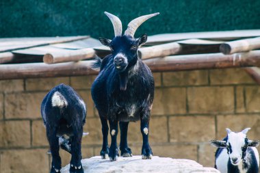 Güneybatı Asya ve Doğu Avrupa 'nın vahşi keçilerinden evcilleştirilmiş C. aegagrus alt türü olan evcil keçi manzarası. Keçi, Bovidae ve Caprinae alt familyasının bir üyesidir.