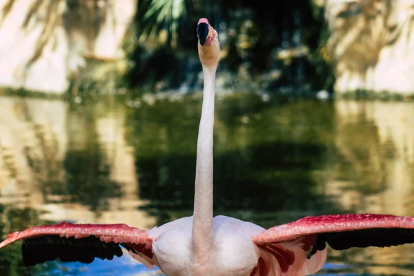 Vista Flamingo Rosa Pássaro Grande Que Identificável Por Seus Pescoços — Fotografia de Stock