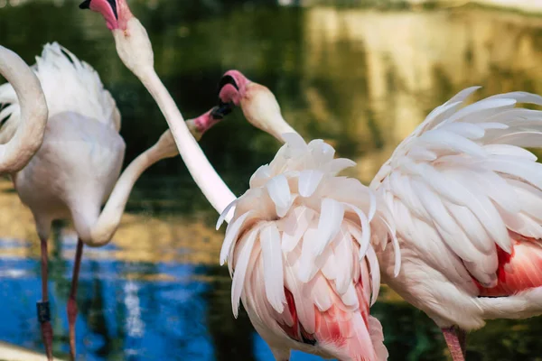 View Pink Flamingo Large Bird Identifiable Long Necks Sticklike Legs — Stock Photo, Image