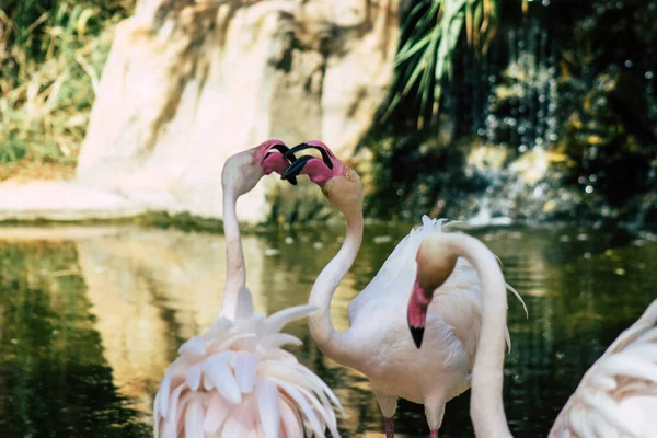 View Pink Flamingo Large Bird Identifiable Long Necks Sticklike Legs — Stock Photo, Image