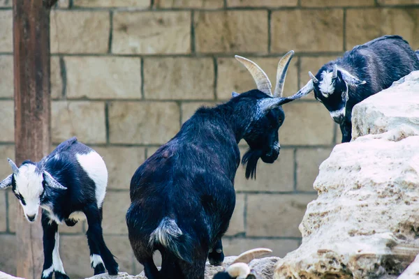 Pohled Domácí Kozy Poddruh Aegagrus Domesticated Divoké Kozy Jihozápadní Asie — Stock fotografie