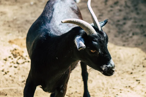 염소의 Aegagrus 아종은 남서부 아시아와 유럽의 염소에서 길들여졌다 염소는 Bovidae — 스톡 사진