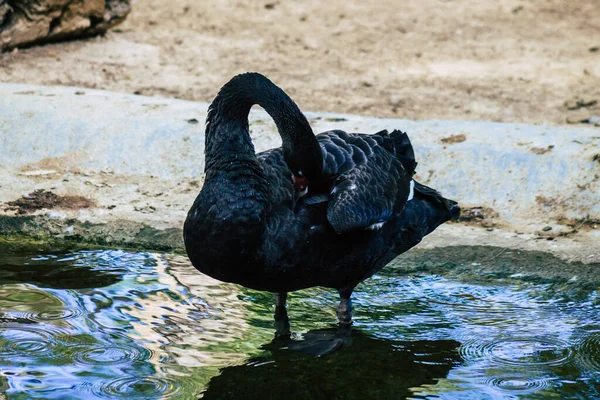 Pemandangan Angsa Burung Dari Famili Anatidae Dalam Genus Cygnus Angsa — Stok Foto