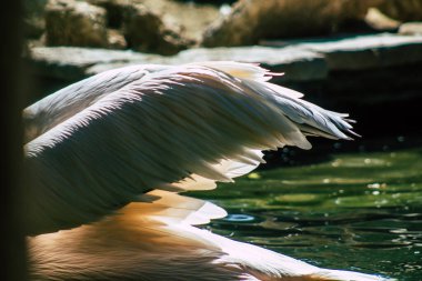 Beyaz pelikan olarak da bilinen büyük beyaz pelikanın görüntüsü. Pelikan familyasından bir kuş. Güneydoğu Avrupa 'dan Asya ve Afrika boyunca bataklıklar ve sığ göllerde ürerler.